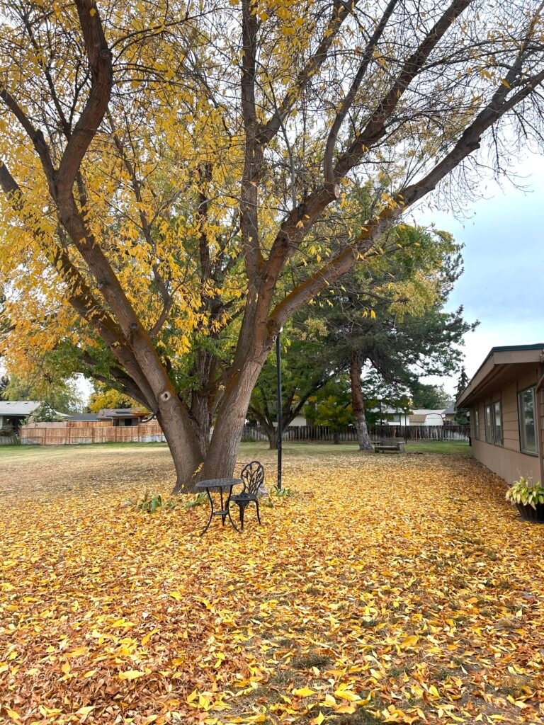 back patio full of yellow leaves during fall