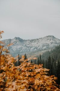 "Vibrant autumn forest with trees in shades of orange, red, and gold, and a carpet of fallen leaves on the ground."