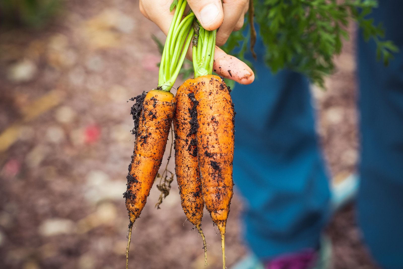 "Fresh, vibrant orange carrots with green tops, freshly harvested and arranged neatly."