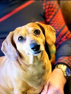 cute dog sitting on someone's lap